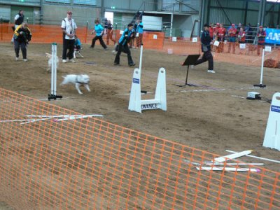 Flyball August 2006