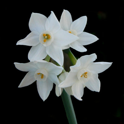 Single White Jonquils