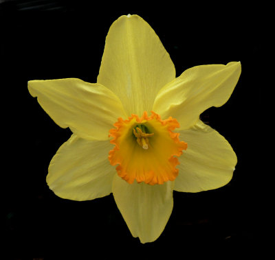 Daffodil