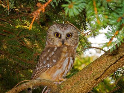 Northern Saw-whet Owl