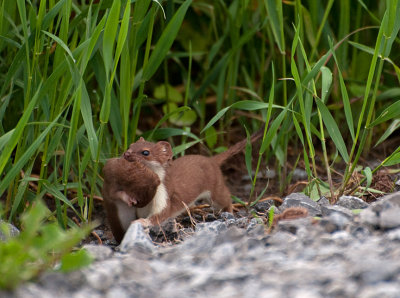 Weasel Carries another Weasel