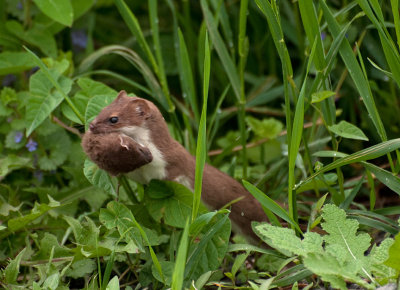 Weasel