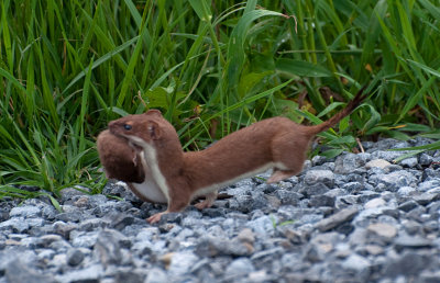 weasel running with another weasel