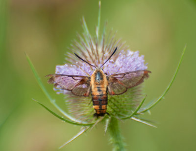 Hummingbird Moth