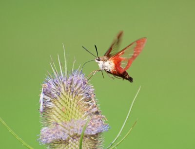 Clearwing Hummingbird Moth