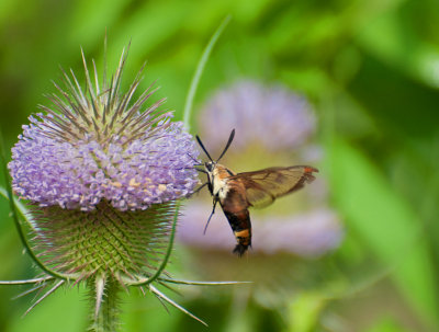 Clearwing Hummingbird Moth