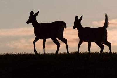 Deer at Dawn