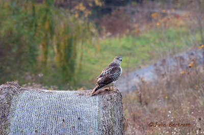 Red-tail on a Hay Bail