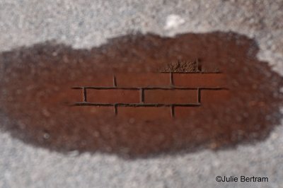 Brick on Pavement