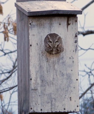 Our yard Owl