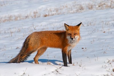 Red Fox in Winter.