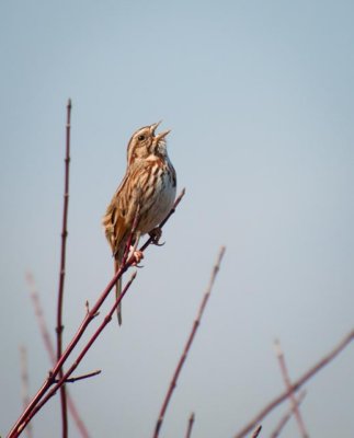 Singing Song Sparrow