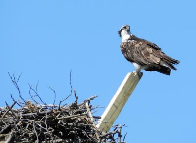 Osprey