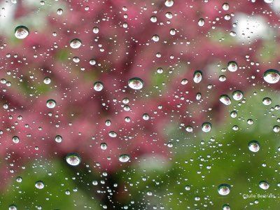 Pink Tree Drops