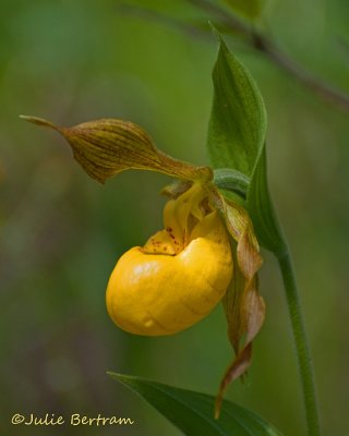 Yellow Lady's Slipper