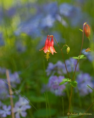 Columbine and Blue Phlox