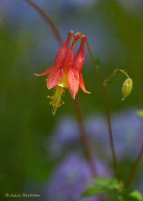 Columbine