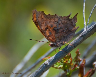 Question Mark Butterfly