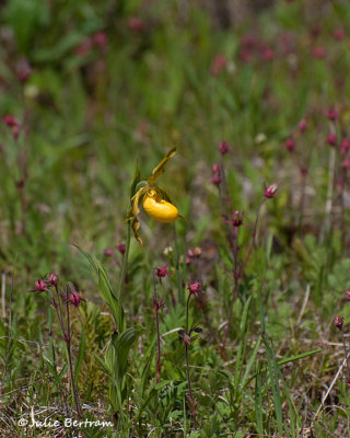 Prairie Smoke and Orchid