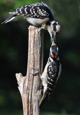Hairy Woodpeckers