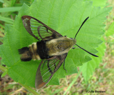 Snowberry Clearwing Hummingbird Moth