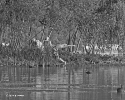 Under the Willows