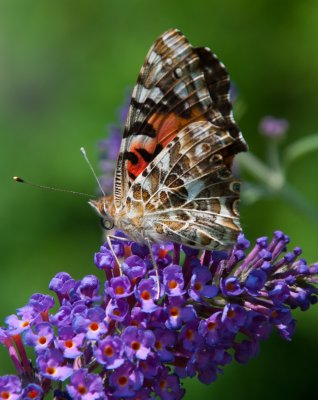 Painted Lady