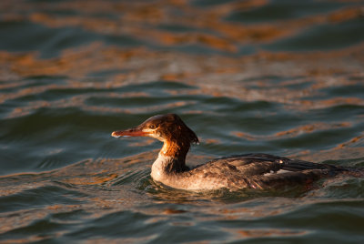 young Common Merganser