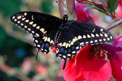Black Swallowtail