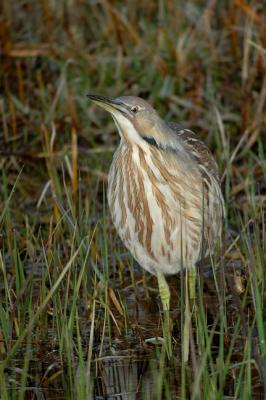 American Bittern