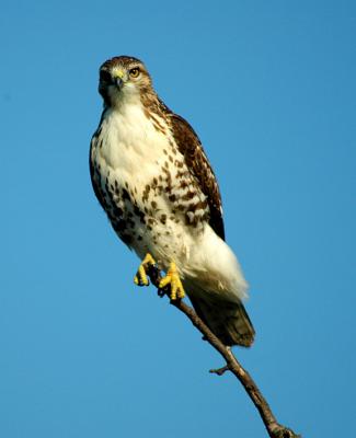 Red Tailed  Hawk
