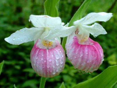 Showy Lady Slippers