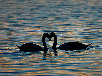 Swan heart