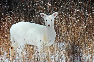 Seneca White Deer