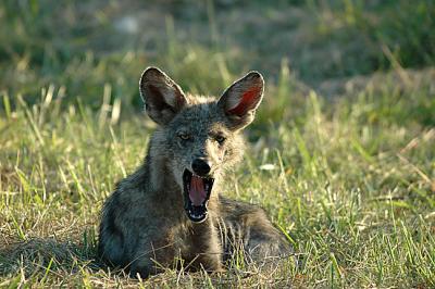 coyote (wild)