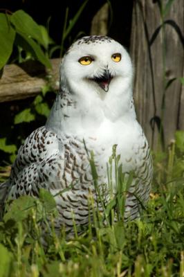 Snowy Owl (captive)
