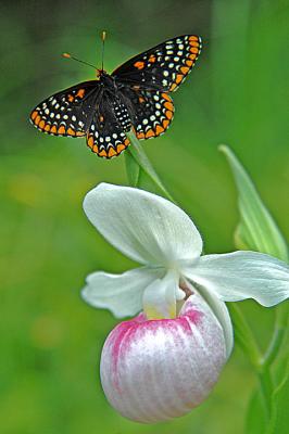 Baltimore butterfly and Orchid
