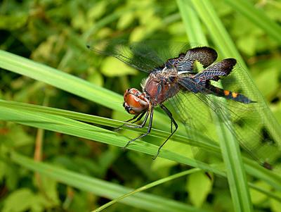 Black Saddlebags
