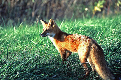 Red Fox   (wild)