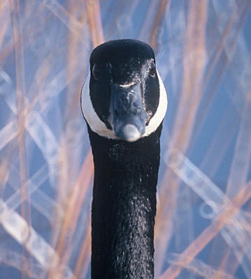 face-to-face , Canada Goose