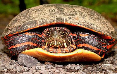 Painted Turtle