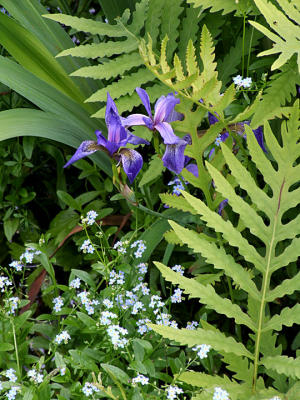 Blue Flag & Forget-me-nots