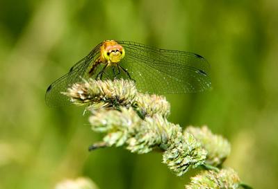 Dragonfly