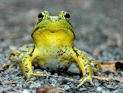 Bullfrog