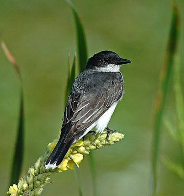 Eastern Kingbird