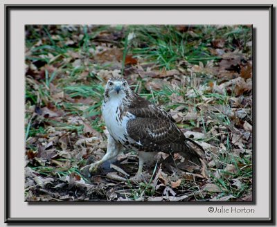 Young Redtail Hawk