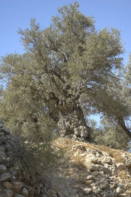 Olive trees