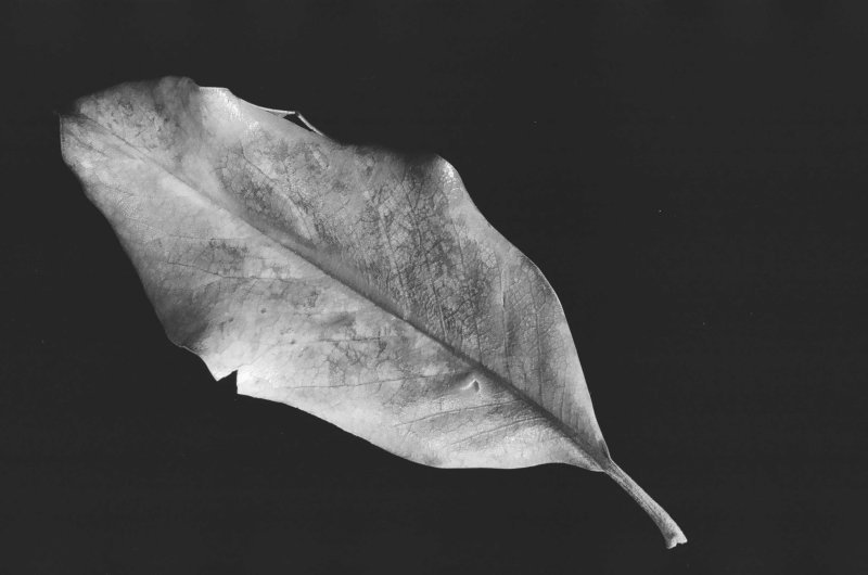 dry_leaf.jpg