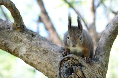 Squirel