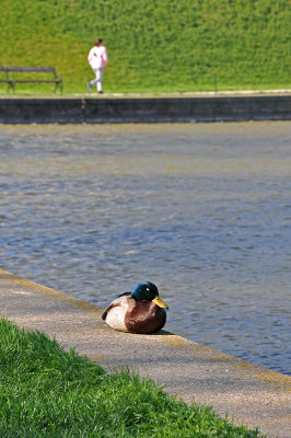Duck at Schloss Schnbrunn